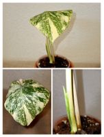 Monstera Legacy