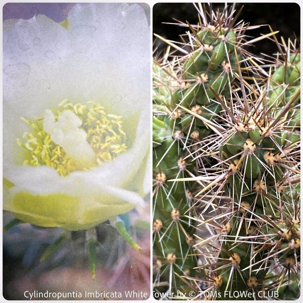 Piante & sementi: Cylindropuntia Imbricata White Tower - Tree Cholla – Nuovo e nell'imballaggio originale da Adliswil venduto da astom369