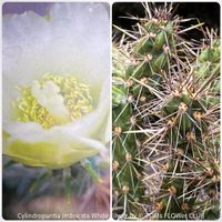 Cylindropuntia Imbricata White Tower - Tree Cholla