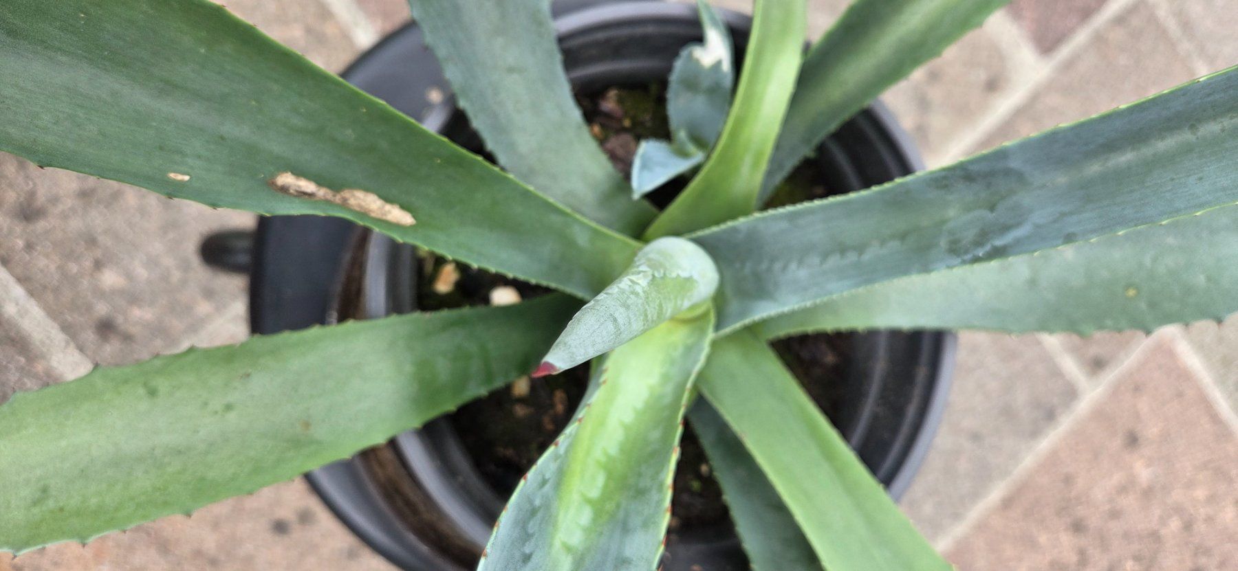 Pflanzen & Samen: Agave, kein Kaktus, eine Sukkulente – Gebraucht aus Würenlos von Browni01 2
