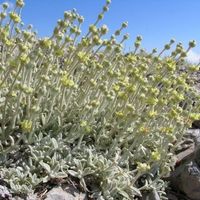 Griechischer Bergtee - Sideritis syriaca - 60 Samen