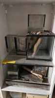 Mehrere kleine Glas Terrarien