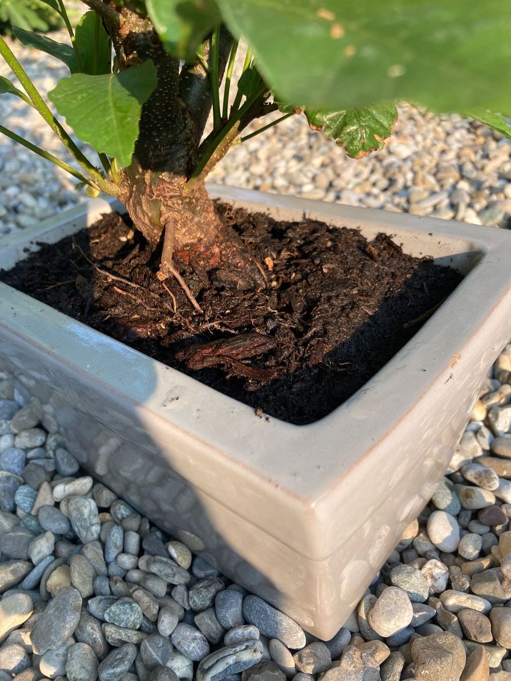 Piante & sementi: Bonsai von der Edelkastanie – Usato da Uttwil venduto da Dolphin7 2