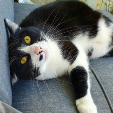 Profile image of wilmo