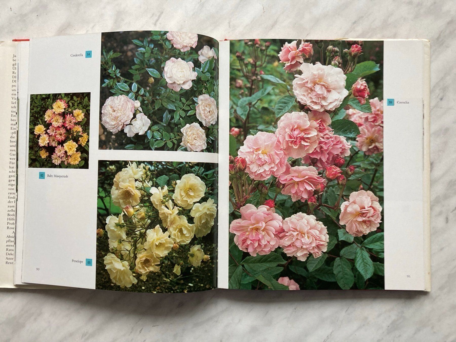 Libri: Die schönsten Rosen der Welt – Usato da Mirchel venduto da buecher_wurm 7