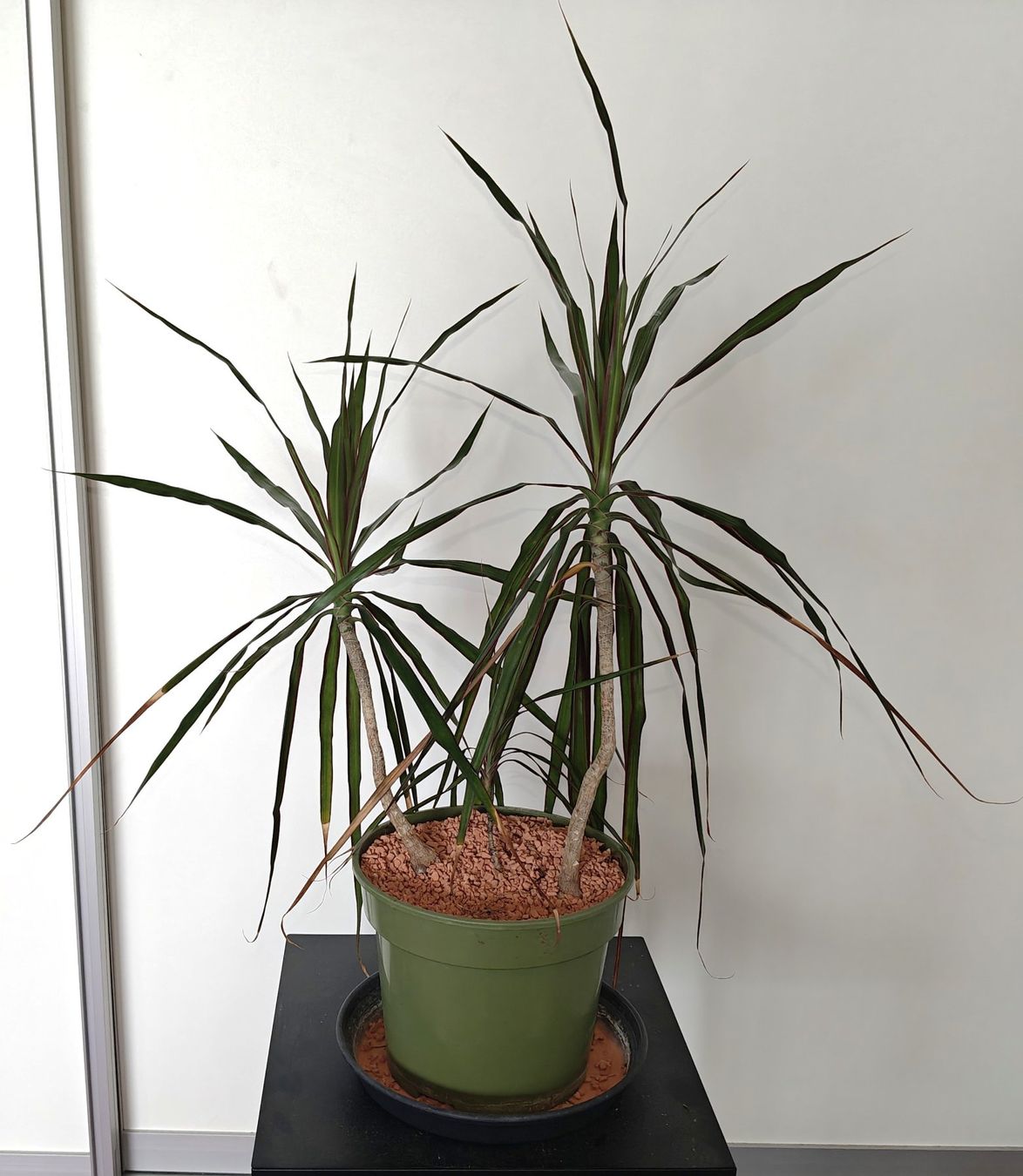 Pflanzen & Samen: Dracaena Marginata / Drachenbaum Zimmerpflanze – Gebraucht aus Basel von jos_2z5q