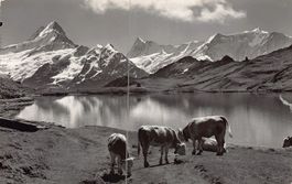ALPIN: Grindelwald, Bachsee am Faulhorn, um 1940