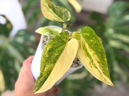 Anthirium Forgetii x ( Carlablackiae x AOS) var