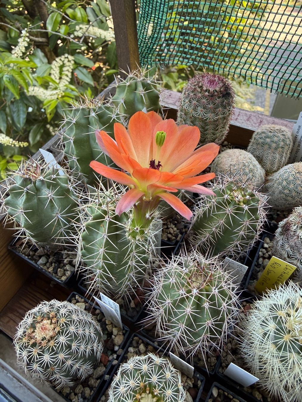 Piante & sementi: Echinocereus Hybride frosthart – Usato da Rorbas venduto da SimS0n 1