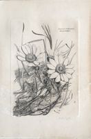 Kupferstich "Adonis vernalis" von Erich Seiffert, 1898-1944