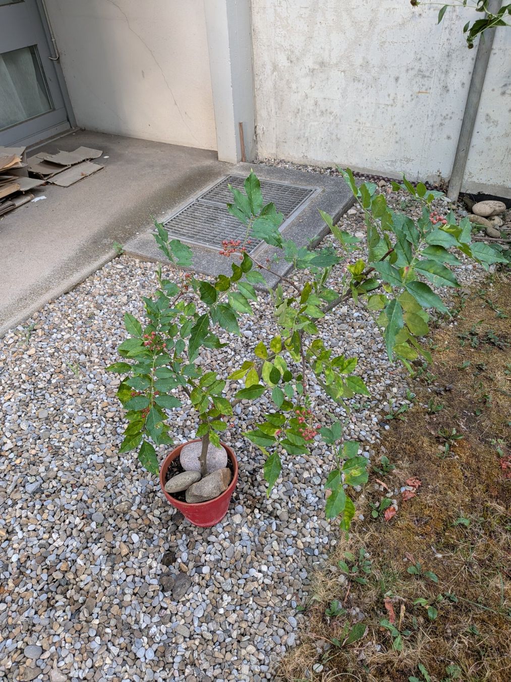 Pflanzen & Samen: Sichuanpfeffer Baum – Gebraucht aus Bern von Hydrom