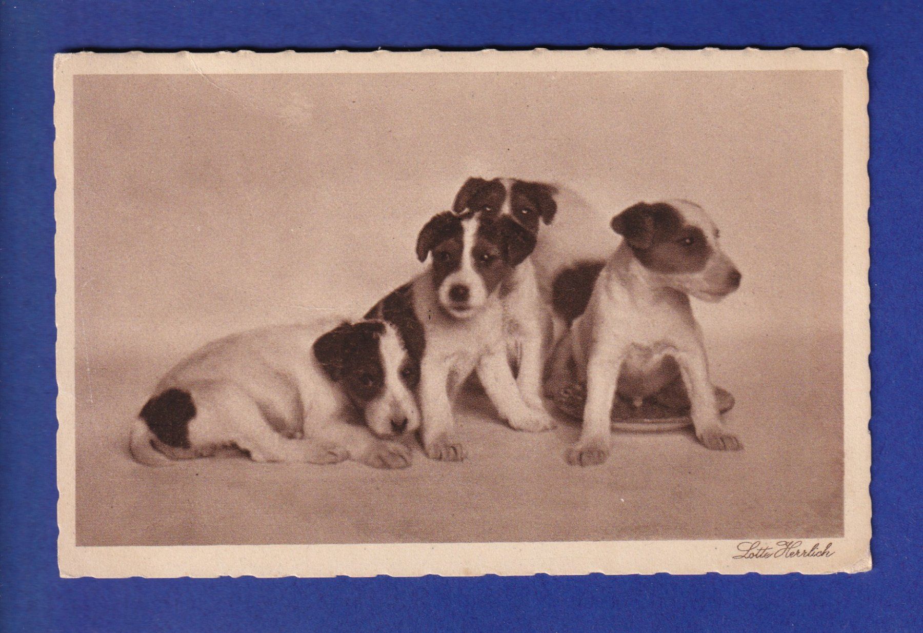 Cartes postales: CHIEN - Chiots – D'occasion à Pully par nicecards-shop