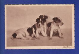 CHIEN - Chiots