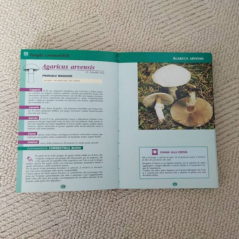 Libri: Il Libro Dei Funghi D`italia - Antonio Testi – Usato da Kollbrunn venduto da Rompecabeza 3