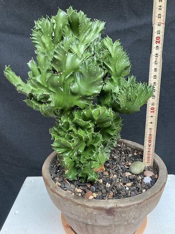 Plantes & graines: Kaktus Euphorbia "cristata" – D'occasion à Liestal par PrebenZwei 2