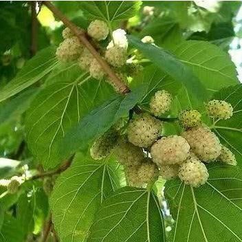 Pflanzen & Samen: Weisser Maulbeerbaum - Morus alba - 30 Samen – Neu und originalverpackt aus Sumiswald von Cham14558 1