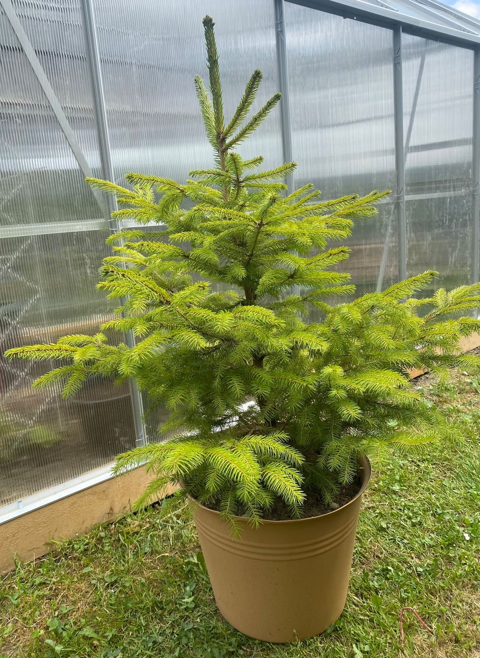 Piante & sementi: Tanne ca 80 cm – Usato da Madetswil venduto da Belka19