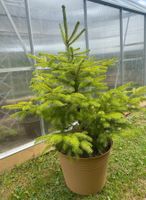 Tanne ca 80 cm