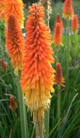 SALE 5 Fackellilien hitzeresistent winterhart Gartenpflanze