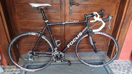 Rennrad Focus Cayo Carbon Gr. XL