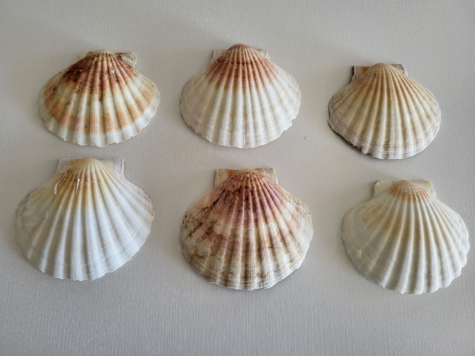 Tutte le decorazioni: Set 6 stk Muschelschale St Jacques – Usato da Suhr venduto da lul_87gh