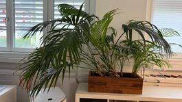 Bergpalme