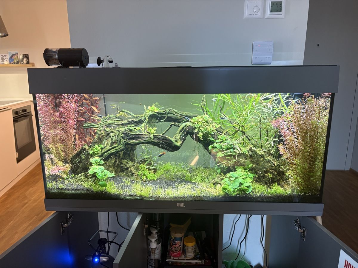 Aquarium: Juwel Aquarium Rio grau 180l – Gebraucht aus Thun von Benthyl 4