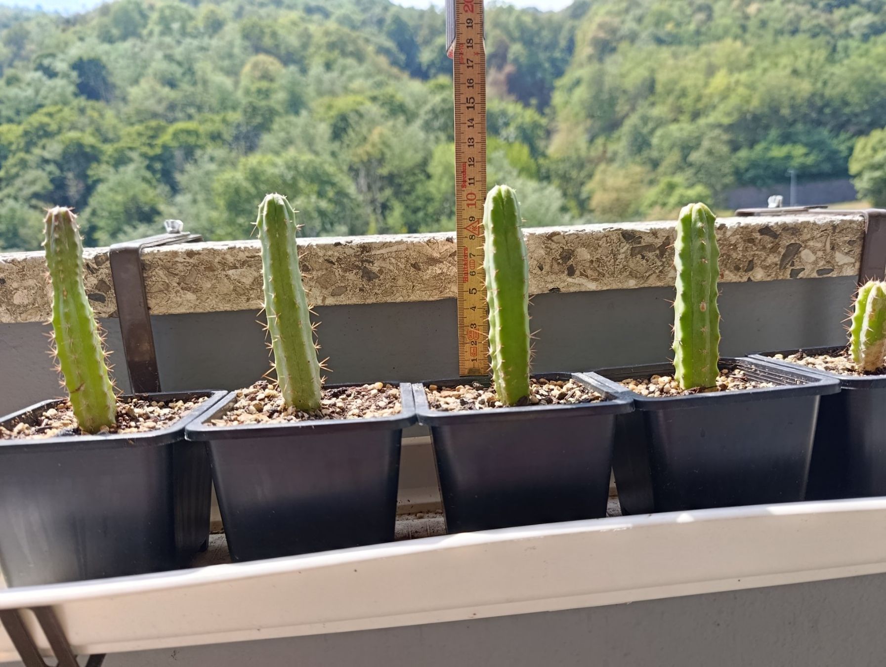 Pflanzen & Samen: 5 junge Kakteen – Gebraucht aus Chiasso von Kaktus9 8