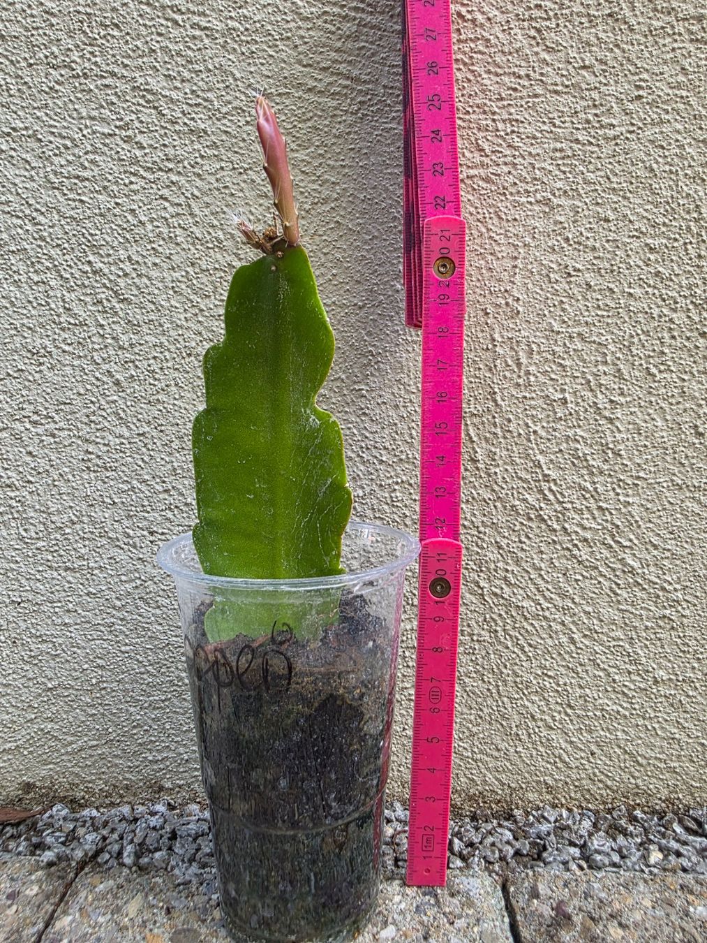 Piante & sementi: Epiphyllum "Cooperi" bewurzelter Steckling – Nuovo (secondo la descrizione) da Thalheim venduto da silvara01 1