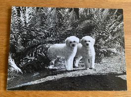 Foto von zwei lockigen Bichon Frisé Hunden