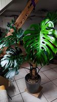 Wunderschöne große Monstera 