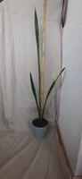 Sansevieria Ableger ca. 115 cm hoch, ca 1 Jahr alt