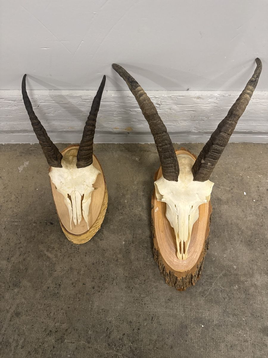 Altre raccolte & rarità: Steinbock/geiss  – Usato da Strengelbach venduto da HeidiHeidi09