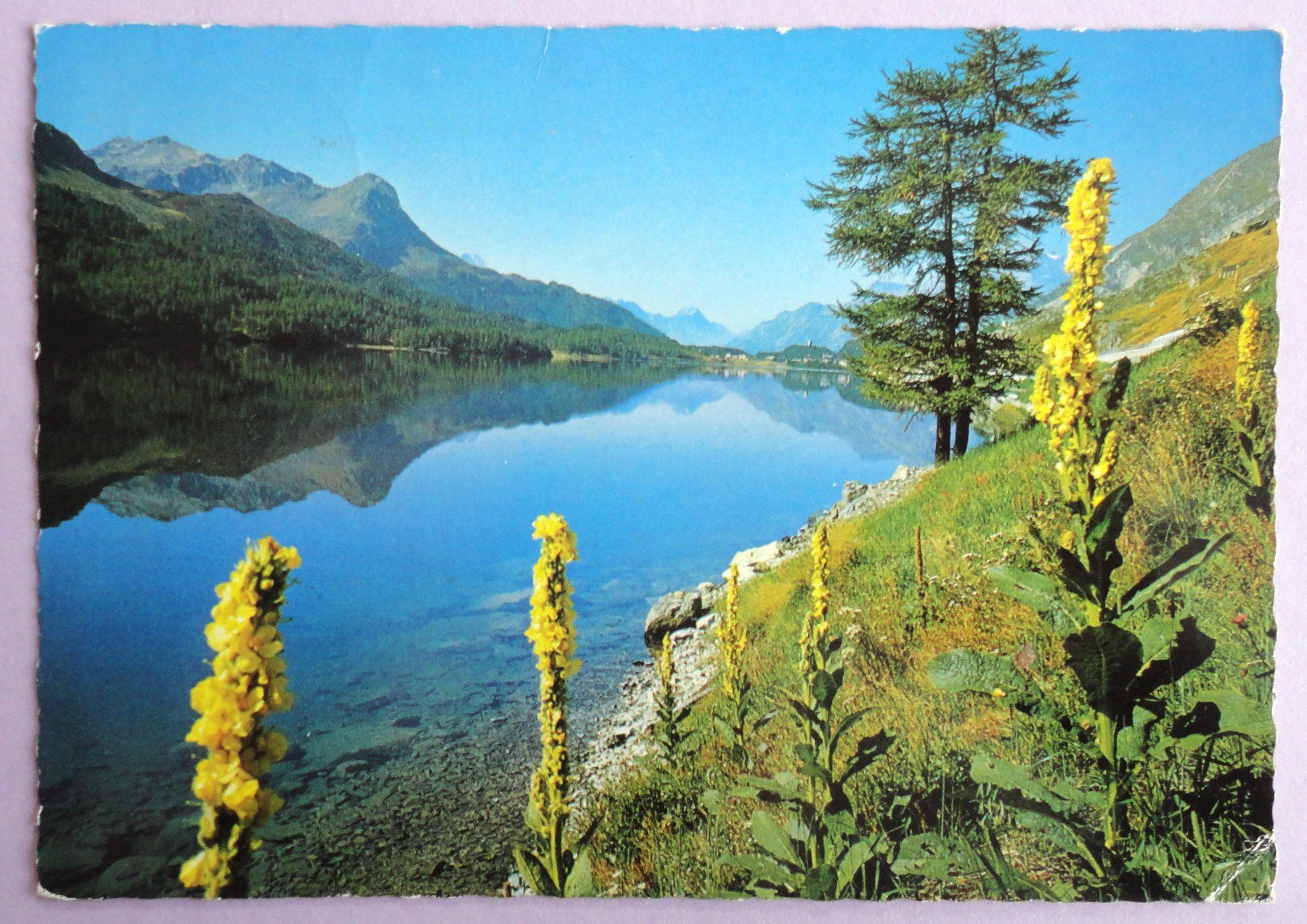 Ansichtskarten: Sommertag am Silsersee – Gebraucht aus Fétigny von Billy2miny