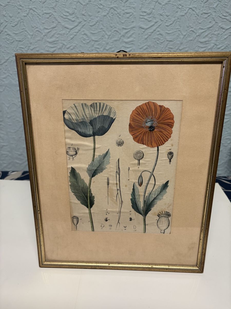 Dipinti: Schönes Blumen Bild mit Rahmen – Usato da Zürich venduto da Feri11