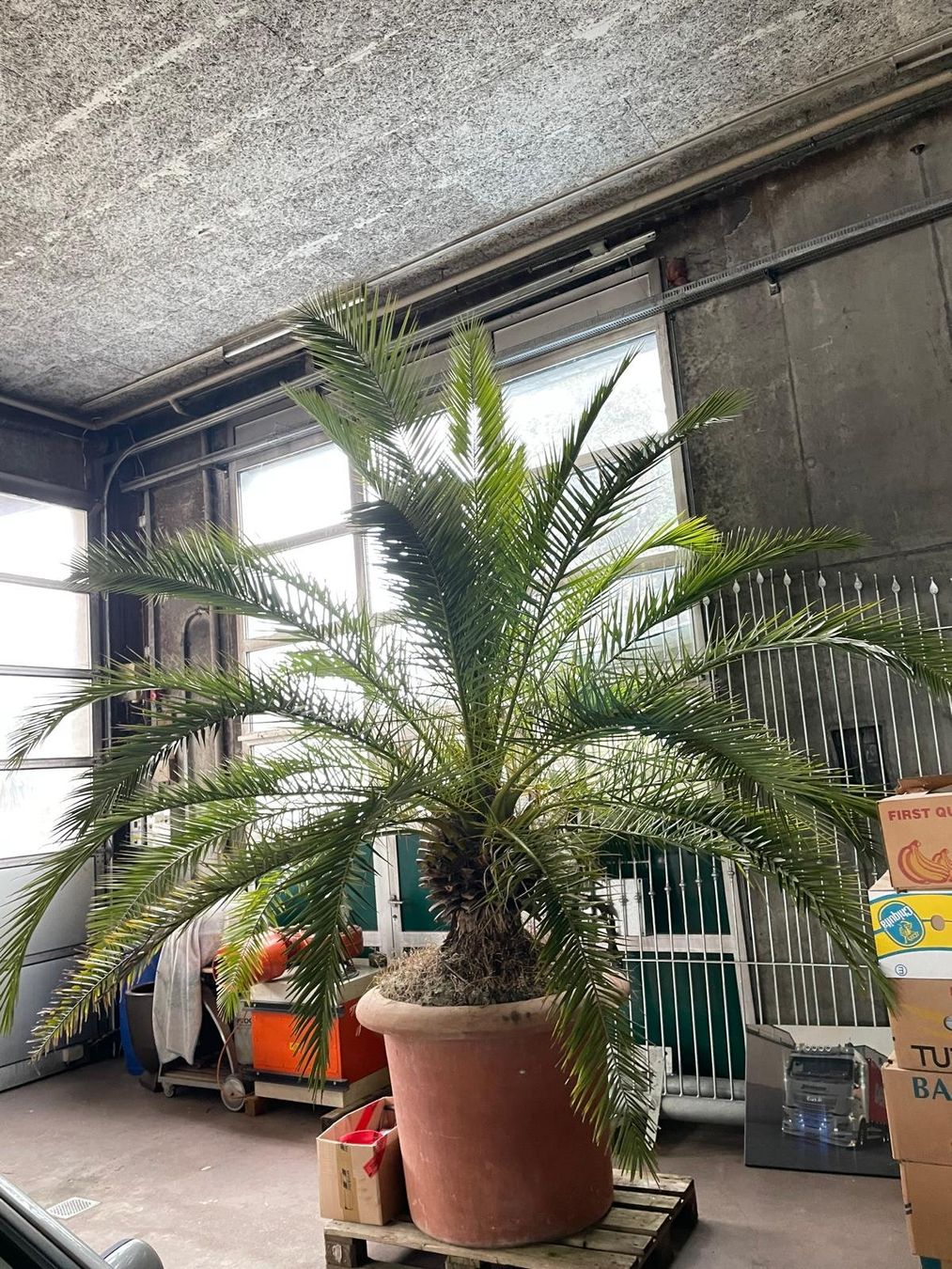 Piante & sementi: Palme – Usato da Hünenberg venduto da rowe20