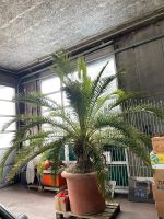 Palme