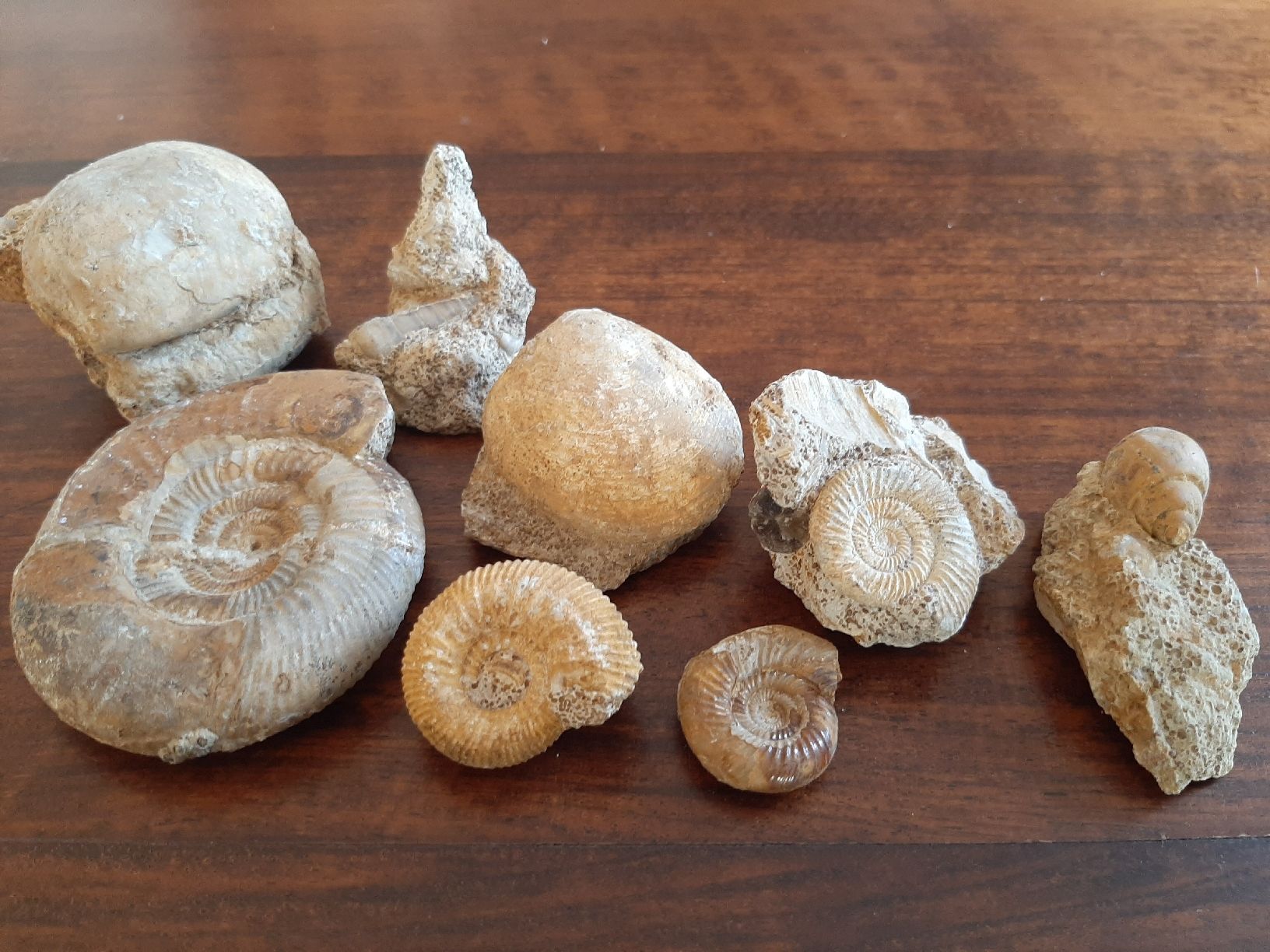Fossilien: Verschiedene Fossilien Frankreich – Gebraucht aus Rickenbach BL von Oktober68 1