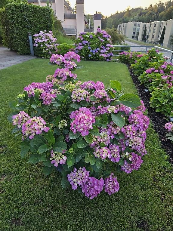 Piante & sementi: Hortensie  – Usato da Jona venduto da pau_g7rc