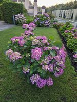 Hortensie 