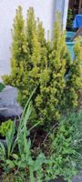 Eibe Konisch Goldgelb ca 150cm hoch Gartenpflanze