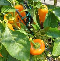 Samen Chili Golden Roaster  10Stk.