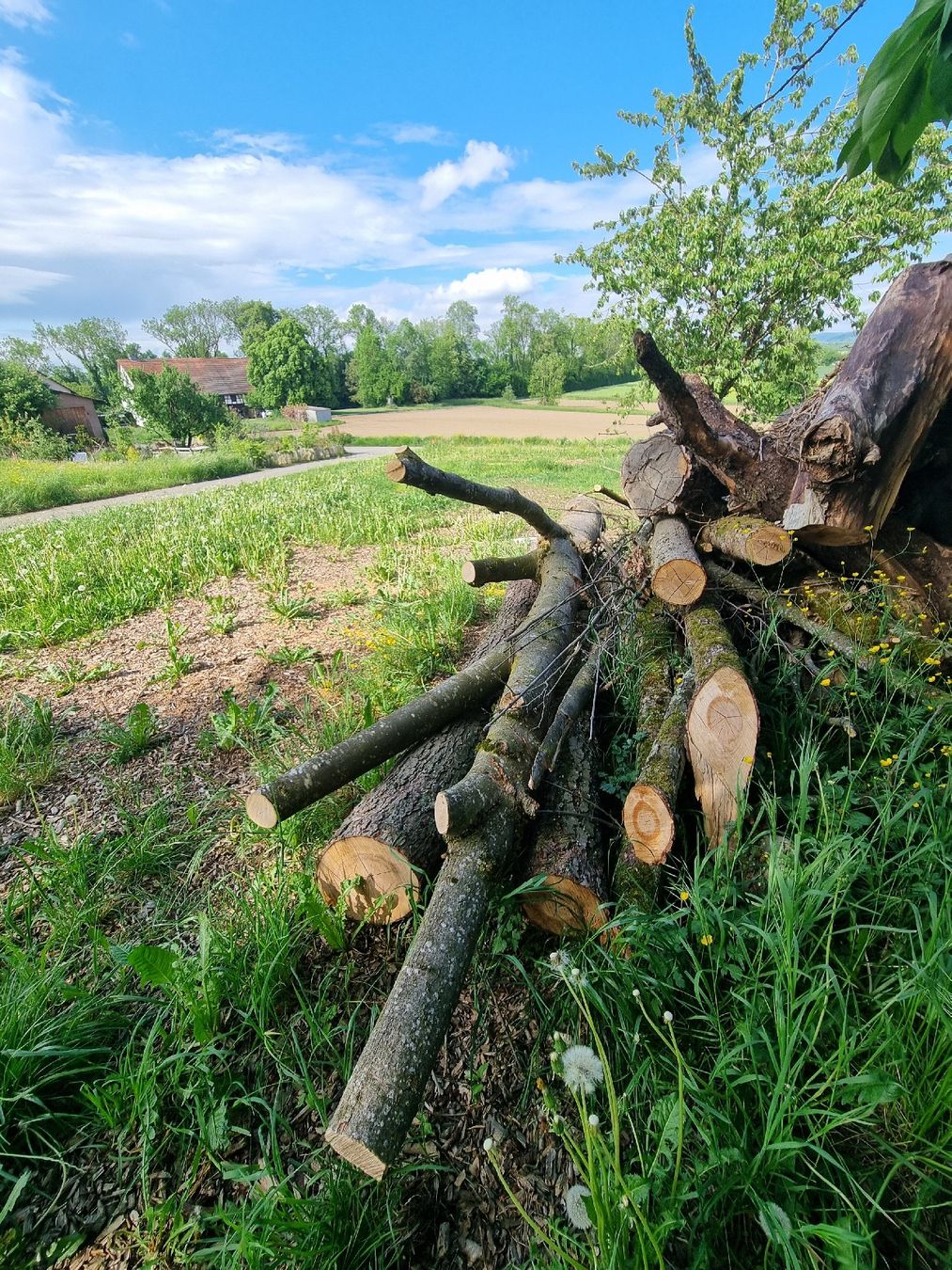 Articoli in legno: Baumstamm Esche mit Vergabelung und Ästen – Usato da Oberglatt ZH venduto da bea1986 1