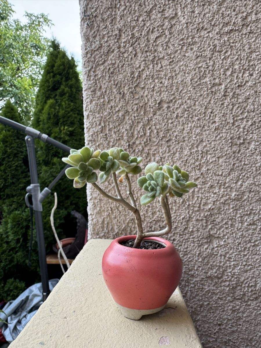Plantes & graines: Micro Sukkulenten Bonsai – D'occasion à Rümlang par Gruseh.ch 4