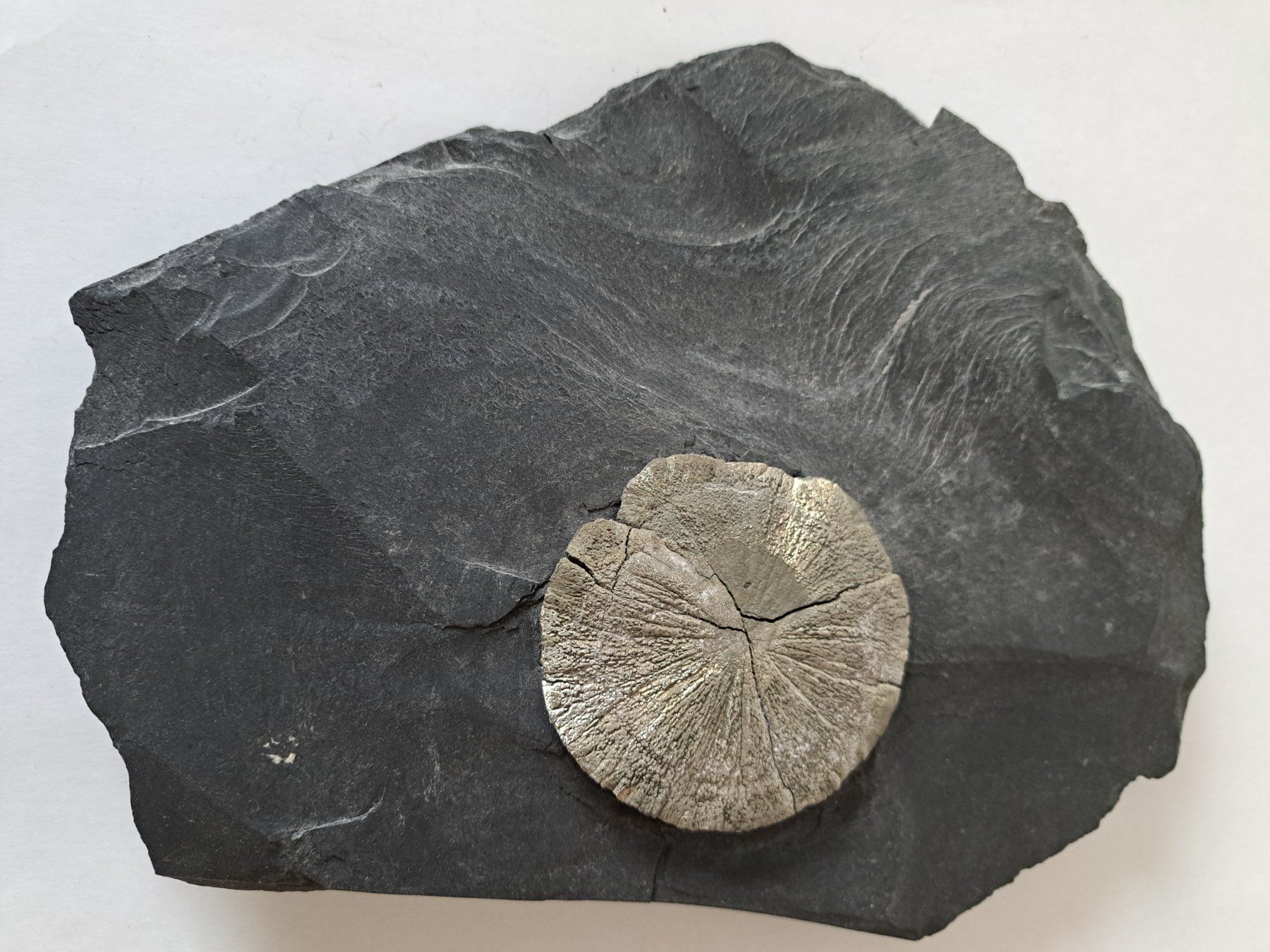 Minerali & Pietre curative: Pyritsonne auf Schiefer – Usato da Grüningen venduto da Amethystli
