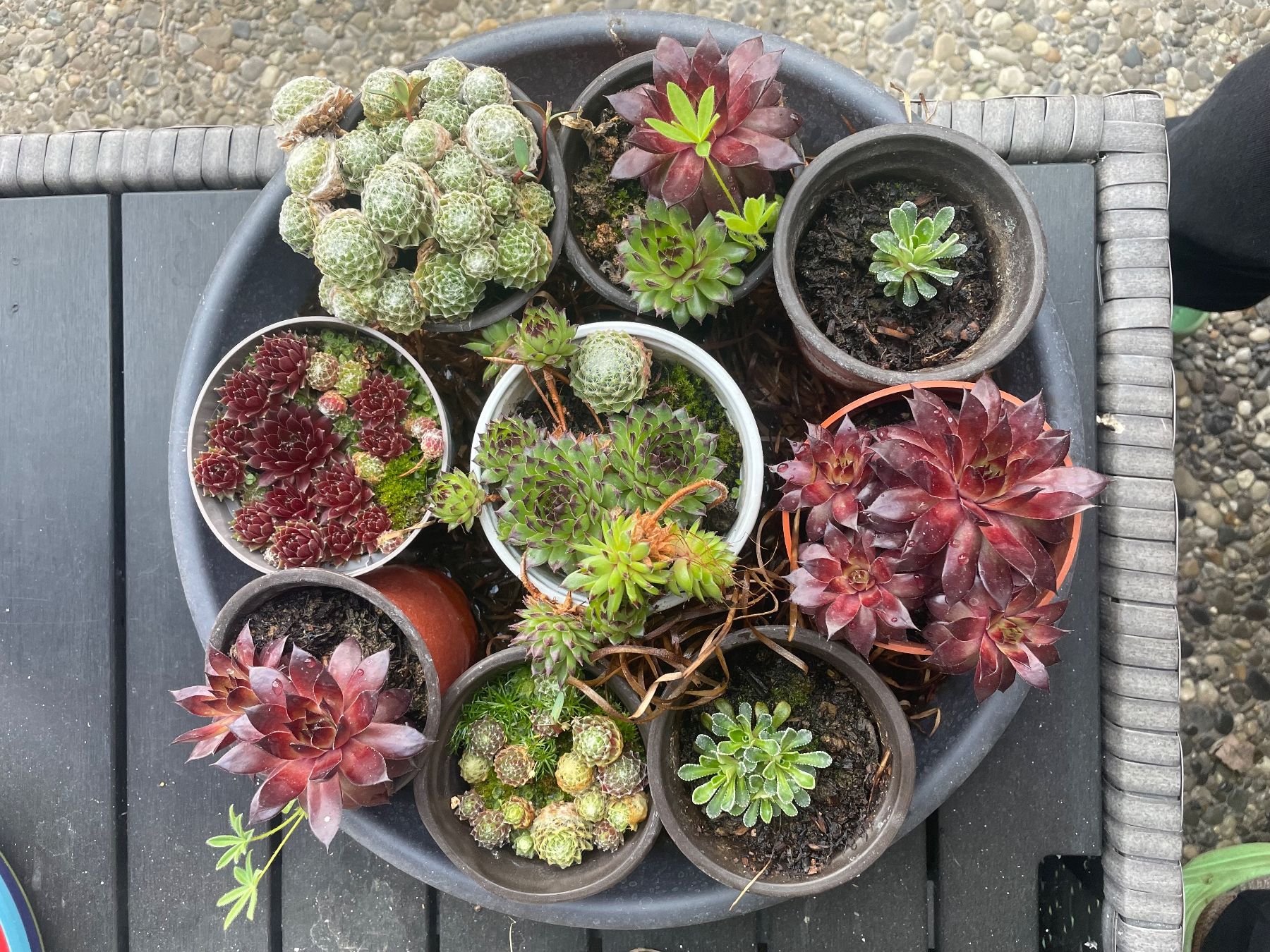 Piante & sementi: HAUSWURZ - Sempervivum Arachnoideum – Nuovo (secondo la descrizione) da Buchs AG venduto da fischli610 6