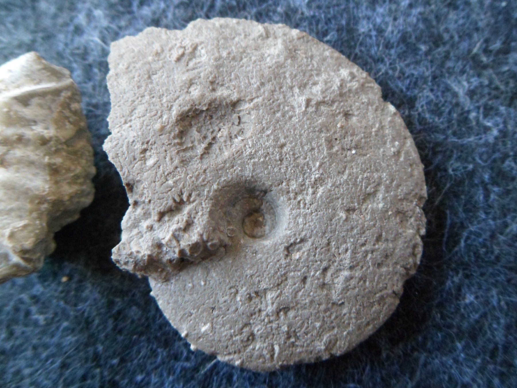 Fossiles: Ammonit + Brachiopoden, Schweiz – D'occasion à Affoltern am Albis par Fossil60 2