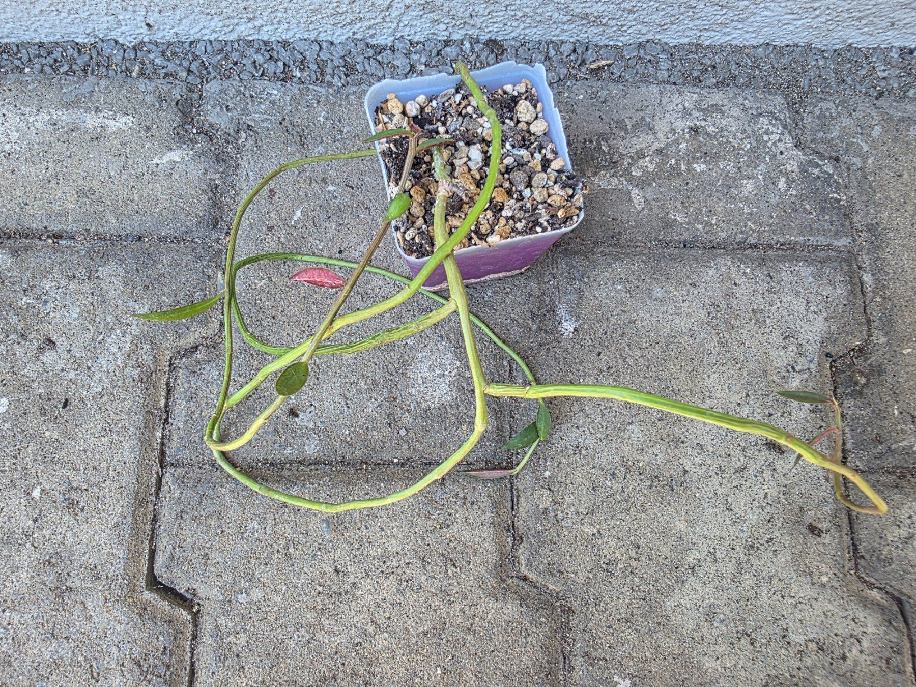 Piante & sementi: Monadenium montanum var. rubellum – Nuovo (secondo la descrizione) da Thalheim venduto da silvara01 2