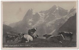 Kuhherde vor Eiger und Mönch, um 1930