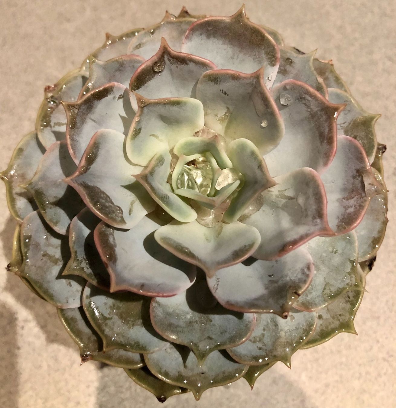 Plantes & graines: Sukkulente  lilacina “GHOST” 20 ↕️ – Neuf avec emballage d'origine à Rovio par POSITIFFARTandPLANTS 7